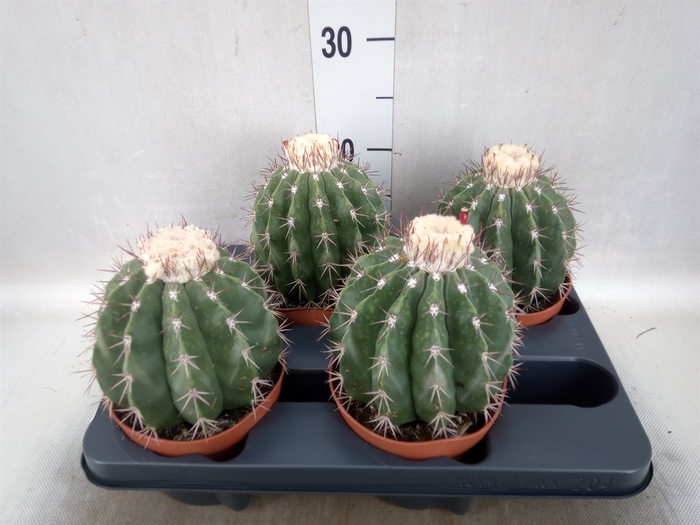 <h4>Cactus   ...</h4>