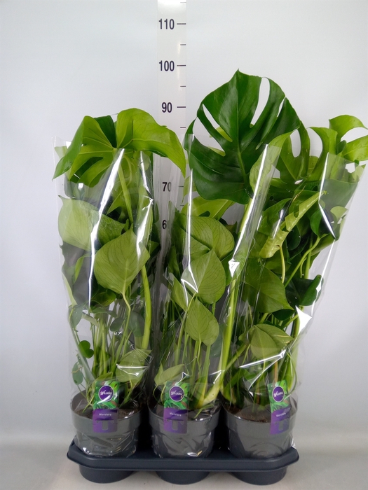 <h4>Monstera delic.</h4>