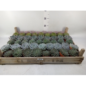 Echeveria   ...