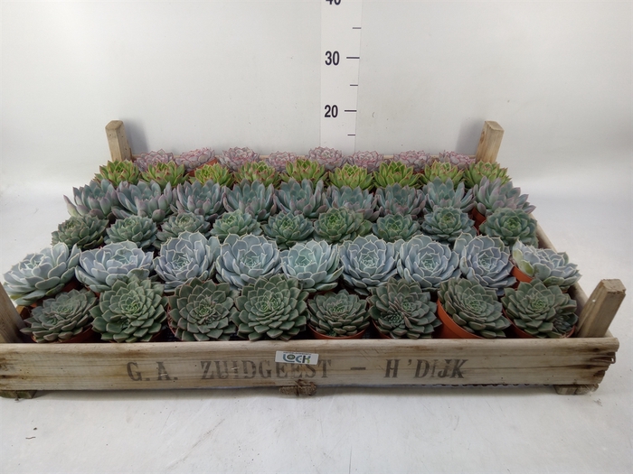 <h4>Echeveria   ...</h4>