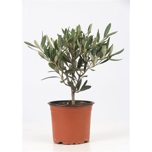 Olea Europaea P&PURE Collection