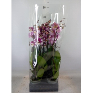 Phalaenopsis  'Ant Barcelona'