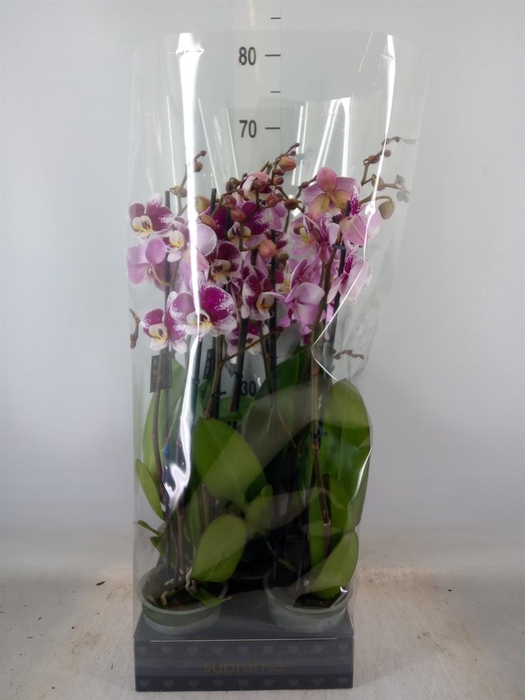 <h4>Phalaenopsis  'Ant Barcelona'</h4>