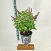 Buddleja Butterfly Candy Lila Sweet