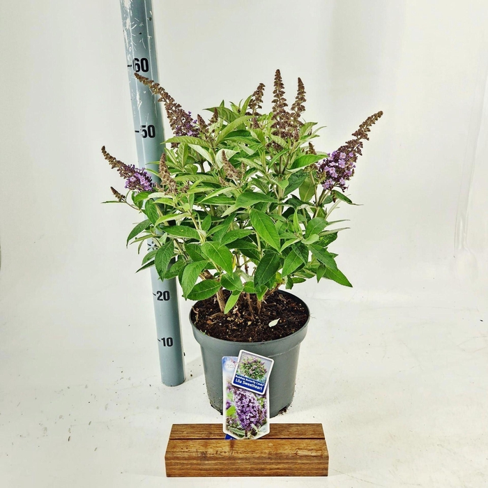 Buddleja Butterfly Candy Lila Sweet