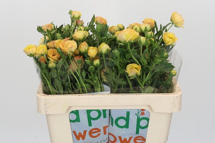 <h4>Ranunculus cort. 'Magical Caramel'</h4>