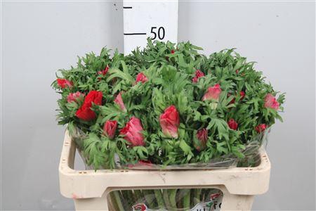 <h4>Anem Co Galil Rood</h4>