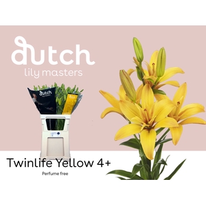 Li La Twinlife Yellow 4+ Lily Master