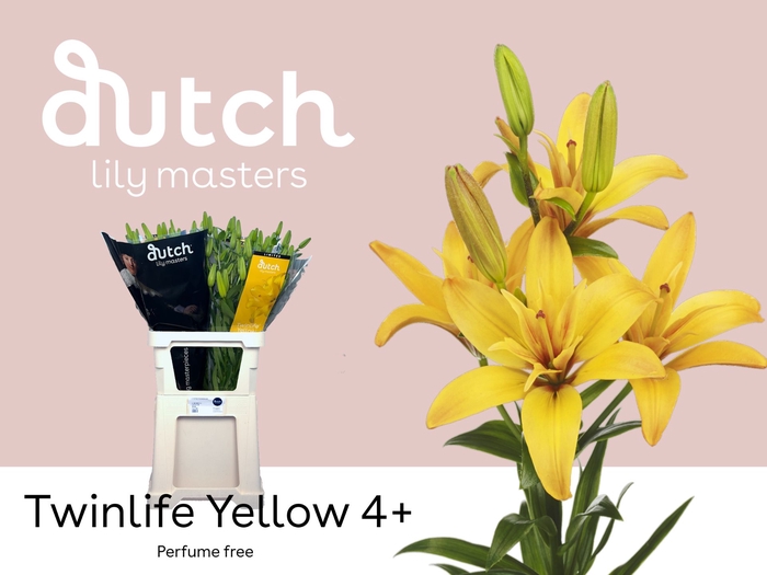 <h4>Li La Twinlife Yellow 4+ Lily Master</h4>
