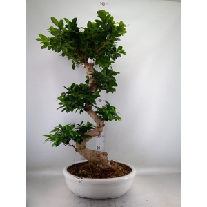 Ficus microcarpa 'Ginseng'