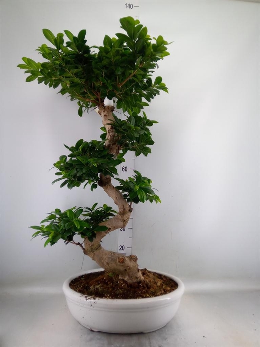 <h4>Ficus microcarpa 'Ginseng'</h4>