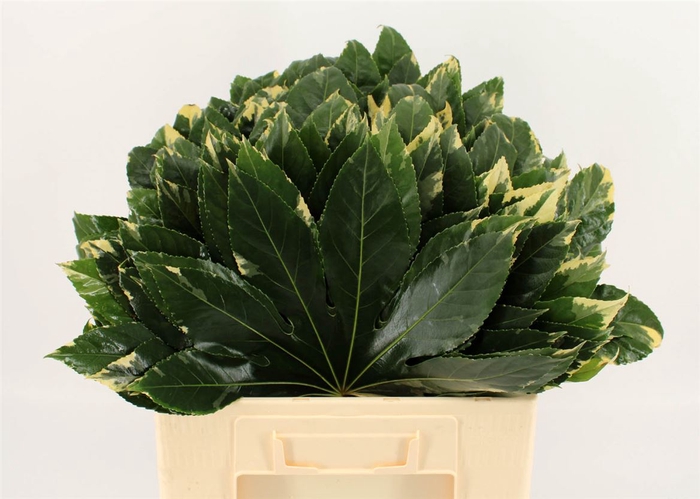 <h4>Aralia Bicolor</h4>