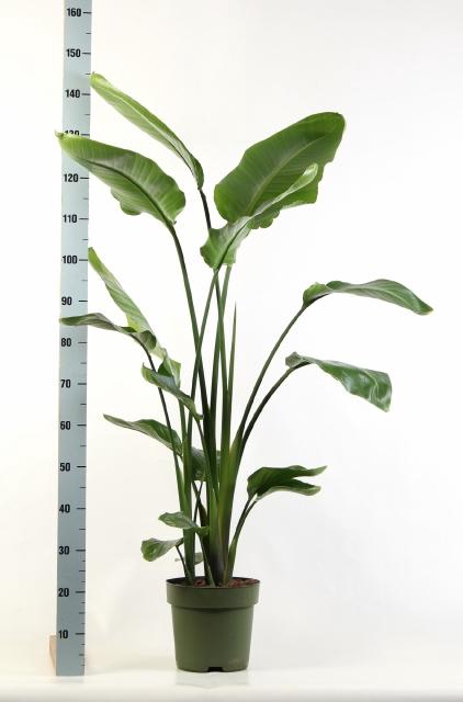 <h4>STRELITZIA NICOLAI</h4>