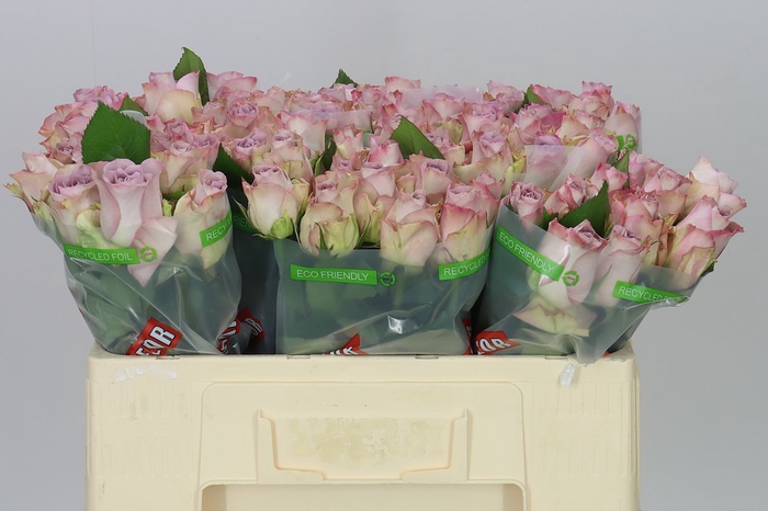 <h4>Rosa Gr Memory Lane!</h4>