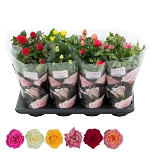 Nolina Roses Ø 13 cm Mix