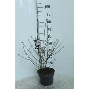 Magnolia stellata 'Royal Star'