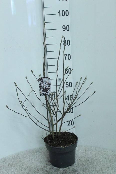 <h4>Magnolia stellata 'Royal Star'</h4>