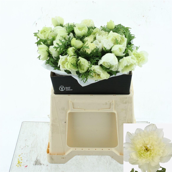 <h4>ANEM CO LEV BIANCO</h4>