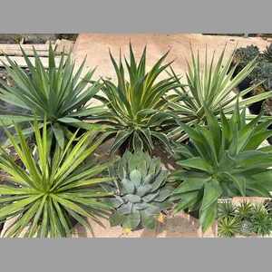 AGAVE OV
