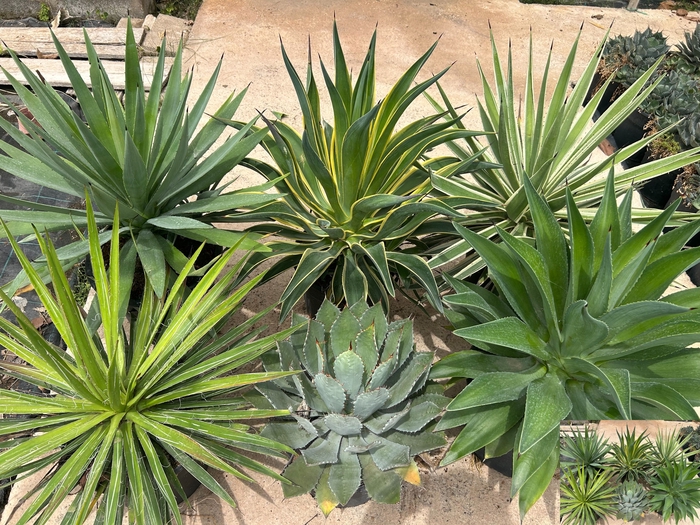 <h4>AGAVE OV</h4>