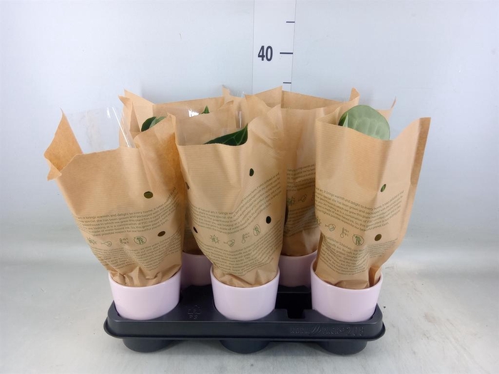 <h4>Anthurium clarinervium</h4>