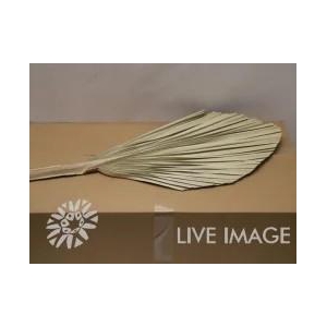 Dried palm kingspear naturel