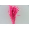 Dried Artz Rice Grass Rembrandt Bunch