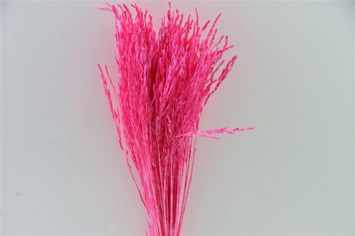 Dried Artz Rice Grass Rembrandt Bunch