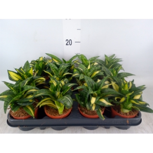 Sansevieria trifa. 'Hahnii'
