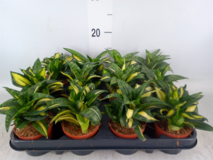 <h4>Sansevieria trifa. 'Hahnii'</h4>
