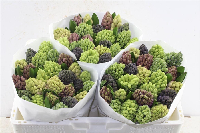 <h4>Hyac Gemengd Extra</h4>