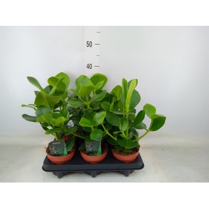 Clusia rosea 'Princess'