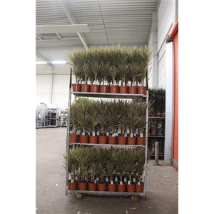 ** Dra Marg Bicolor 30-10 Cm****