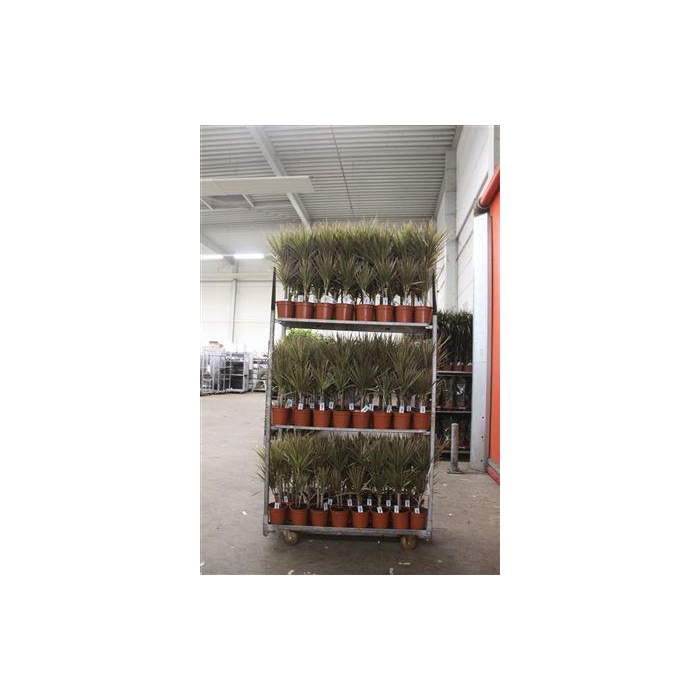 <h4>** Dra Marg Bicolor 30-10 Cm****</h4>