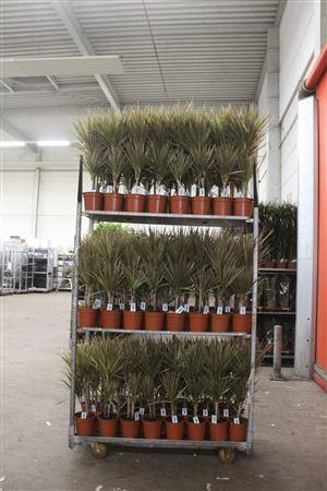 <h4>Dra Marg Bicolor 30-10 Cm</h4>