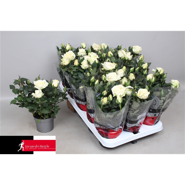 <h4>Rosa Kordana Grande Pearl (Wit)</h4>