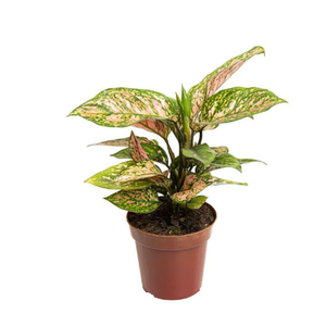 AGLAONEMA PINK DALMATIAN P12