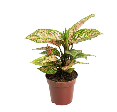 <h4>AGLAONEMA PINK DALMATIAN P12</h4>