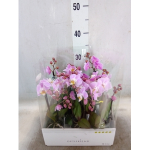 Phalaenopsis multi.   ...rose