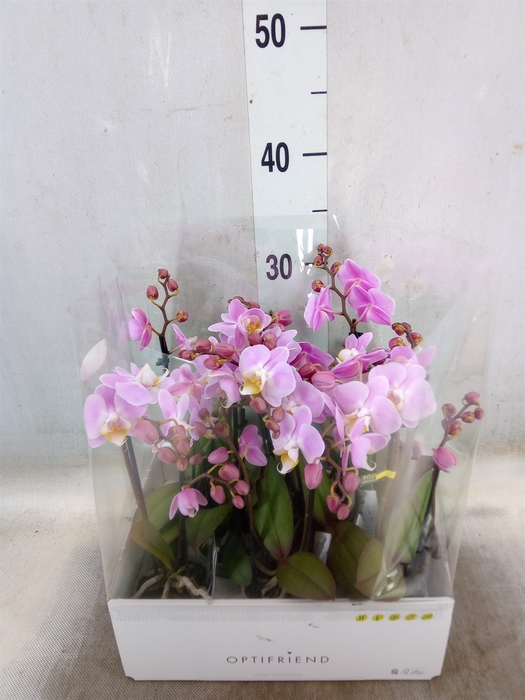 <h4>Phalaenopsis multi.   ...rose</h4>