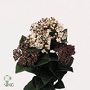 Viburnum Macro Red