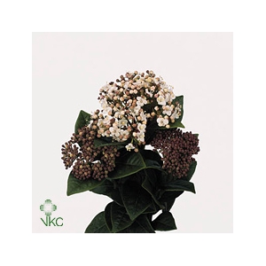 Vibur T Macrophyllum