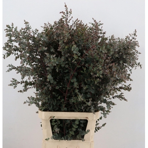 EUCA GUNNII AZURA EUCA GU AZURA