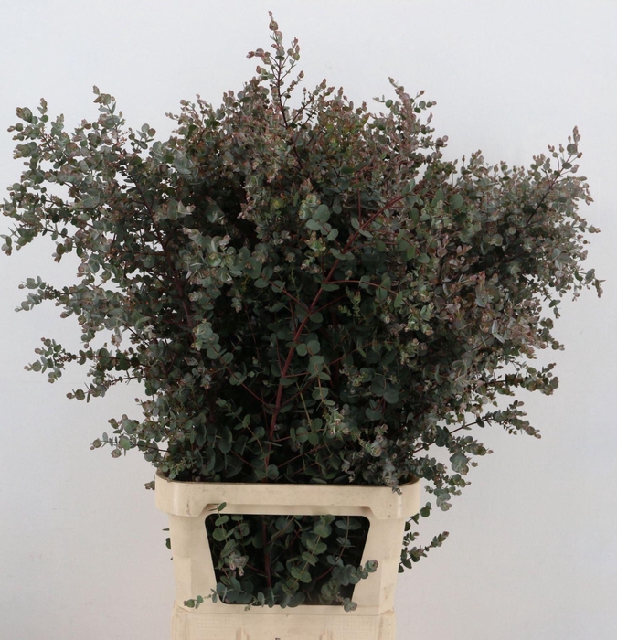 <h4>EUCA GUNNII AZURA EUCA GU AZURA</h4>