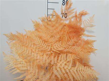 Dr Felce Di Bosco Bl Salmon Salmone