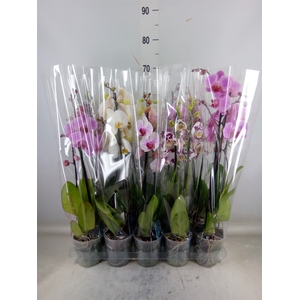 Phalaenopsis   ...mix  5