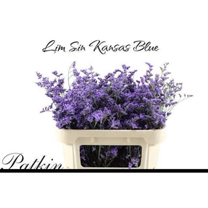 LIM SIN KANSAS BLUE