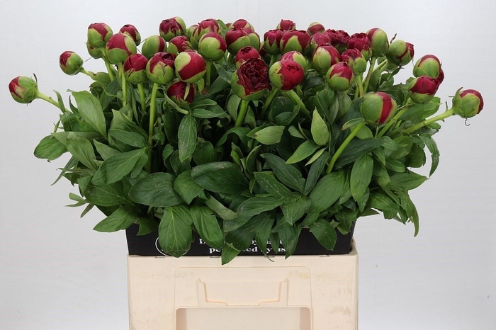 <h4>Paeonia Diana Parks</h4>