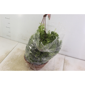 AESCHYNANTHUS RASTA C21