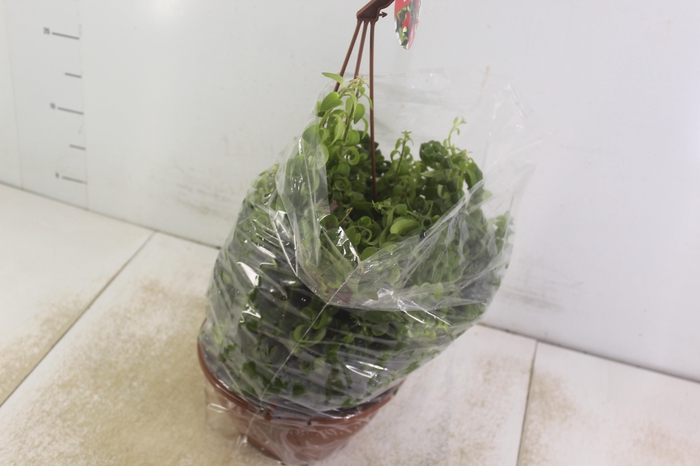 <h4>AESCHYNANTHUS RASTA C21</h4>